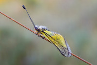 /album/foto-adriano/libellula-ascalafo-bianco-jpg/